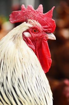 Rooster on traditional free range poultry farm