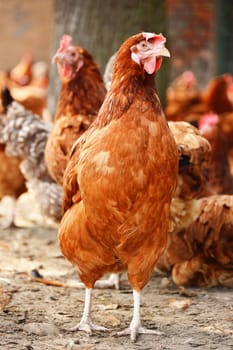 Chickens on traditional free range poultry farm