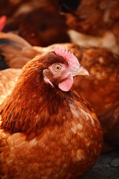 Chickens on traditional free range poultry farm
