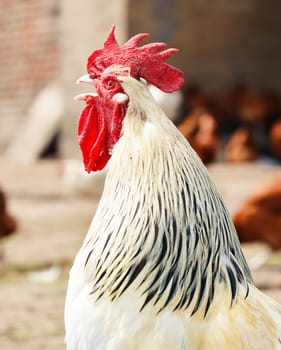 Rooster on traditional free range poultry farm