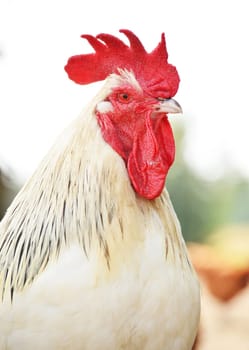 Rooster on traditional free range poultry farm