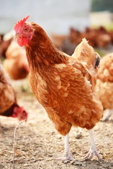 Chickens on traditional free range poultry farm