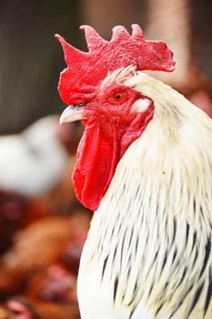 Rooster on traditional free range poultry farm