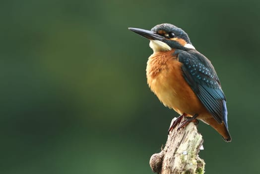 Kingfisher (Alcedo atthis)