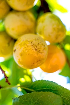 Mirabelle plums on the tree