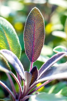 Sage