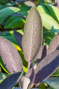 Sage,Salvia officinalis