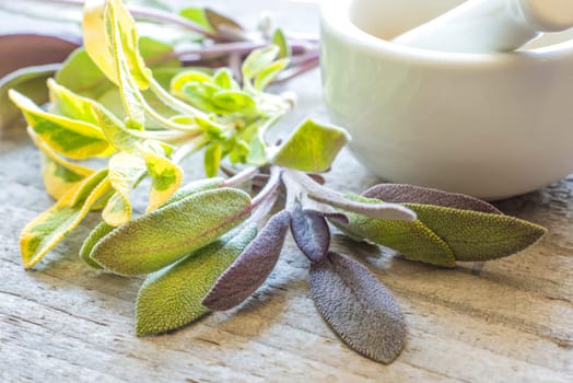 Sage,Salvia officinalis,with mortar