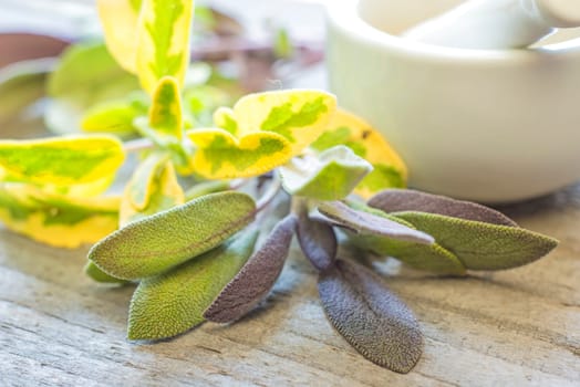 Sage,Salvia officinalis,with mortar