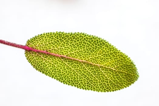 Sage,Salvia officinalis