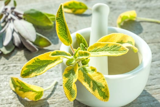 Sage,Salvia officinalis,with mortar