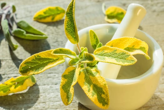Sage,Salvia officinalis,with mortar