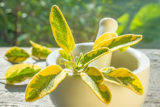 Sage,Salvia officinalis,with mortar