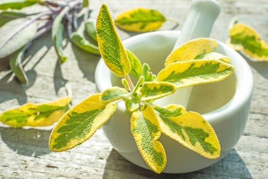 Sage,Salvia officinalis,with mortar