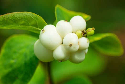 Fruits of the common snowberry