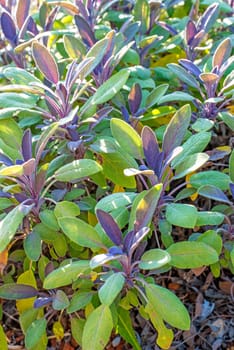 Sage