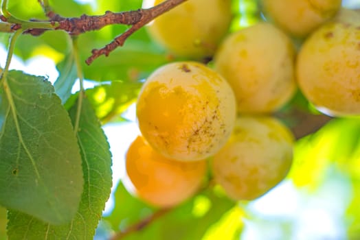 Mirabelle plums on the tree