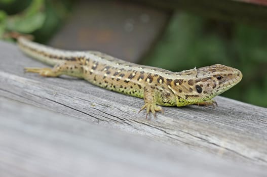 Female sand lizard (Lacerta agilis) sunbathes on resting bench