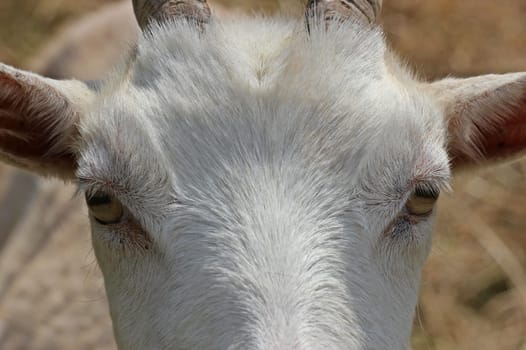 Portrait of a White Goat