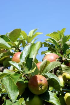 The photograph of apples between the green leaves of a tree.