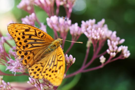 The macro close-up of a butterfly,emperor's mantle.