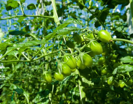 cultivation of tomatoes in a commercial greenhouse in Klazienaveen, netherlands
