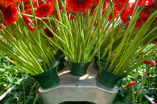 daisy flowers ready for the auction in a greenhouse in Klazienaveen, netherlands