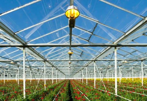 flowers cultivated in a large commercial greenhouse