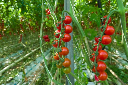 cultivation of tomatoes in a commercial greenhouse in Klazienaveen, netherlands