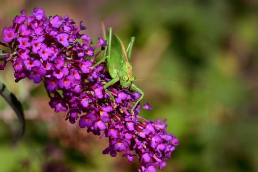 Grasshopper