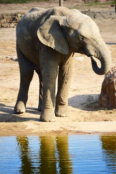 African elephant in natural environment