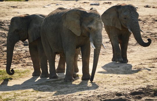 Group of African elephants in natural environment