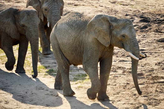 Group of African elephants in natural environment