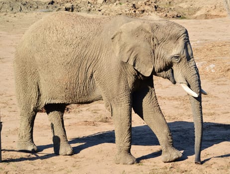 African elephant in natural environment