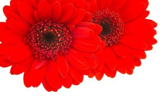 gerbera flowers