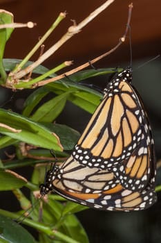 Monarch butterfly overhead on leaf