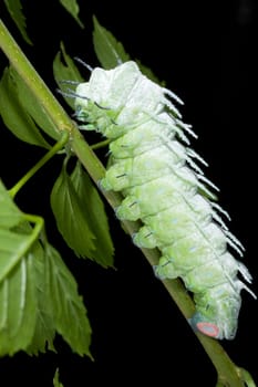 Caterpillar of the Atlas butterfly