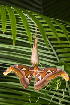 Newly hatched butterfly