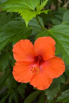 Red-orange hibiscus with pistil in front of plant leaves