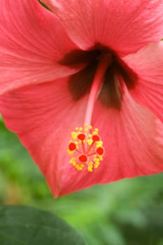 Close-up of a red hibiscus flower