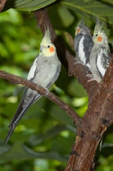 Three nymp parakeets on a tree