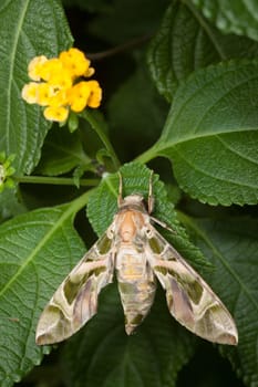 Evening primrose moth on a leaf
