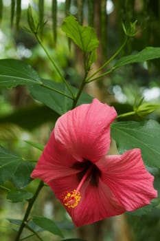 Red hibiscus with surroundings
