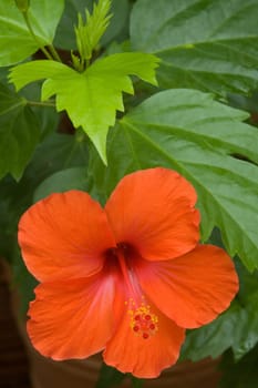 Hibiscus flower with plant leaves