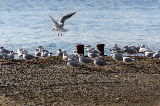 seagulls on the pier in Genoa in Liguria