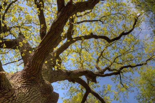 Treetop with fresh leaves taken from below