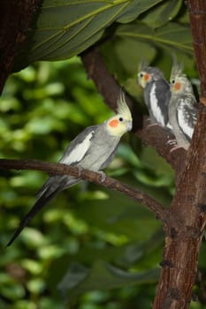 Three nymp parakeets on the tree