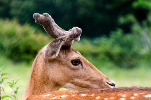 deer with antlers in closeup