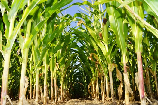 Organic - Cornfield