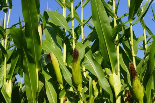 Organic - Cornfield